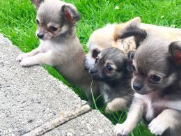Kc Reg Chihuahuas Long Coat Ready Saturday