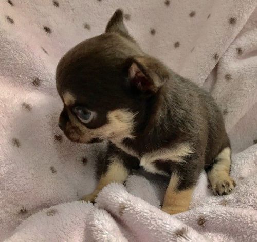 Girl Chihuahua