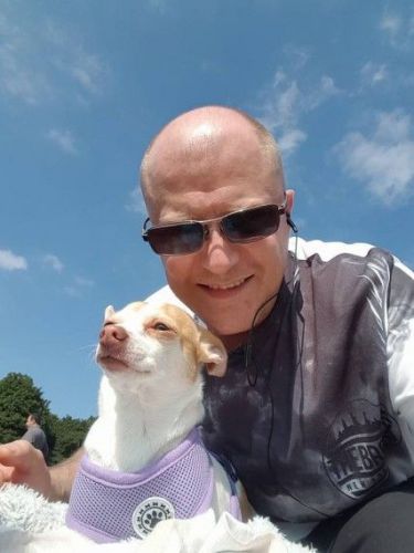 Lemon Female Chihuahua Ready To Go To Her New Home