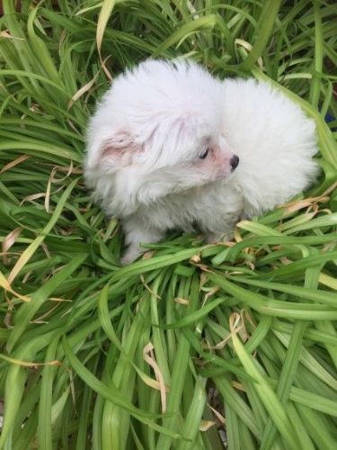 Brown & White Double Coat Female, Very Fluffy.