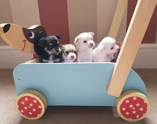 Long Coat Chihuahua Puppies