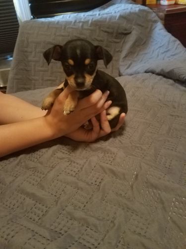 Cute CKC Black and Tan female Chihuahua