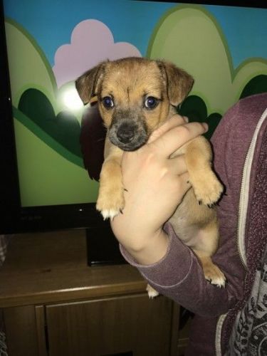 Beautiful Jackhuahua Puppy