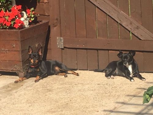 *miniature Pinscher / Chihuahua Puppies text me on ***