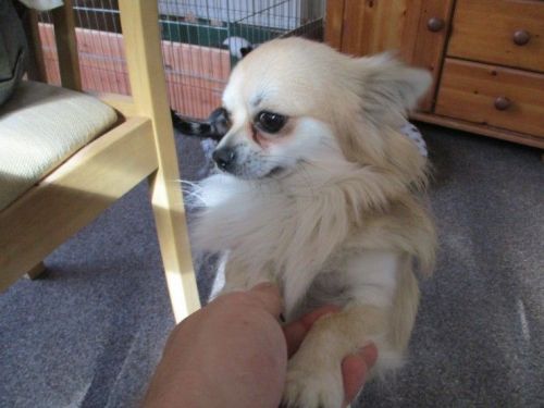 Full Merle Chihuahua Male Puppy For Sale,text me on ***