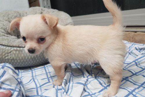 Male and female Chihuahua puppies