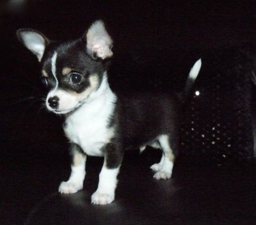 Chihuahua Adorable Ready