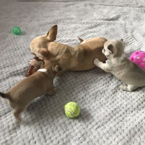 Cute and adorable tea cup Chihuahua puppies