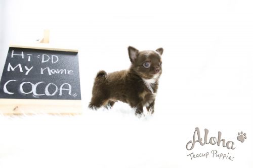 [Cocoa] TEACUP Chihuahua