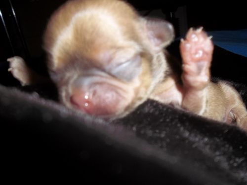 ChiShi Designer Breed