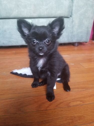Tiny black long hair chihuahua