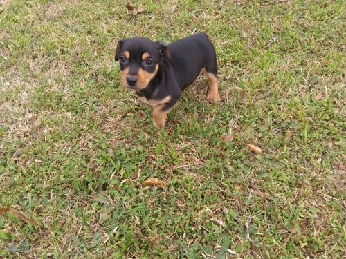 dashhound chihuahua puppy $300
