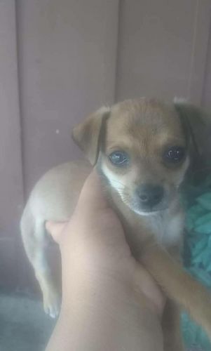 2 month old chihuahua(female***