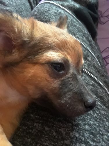 Beautiful baby chihauhau