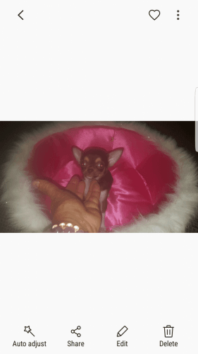 Teacup(genuine)Chihuahua