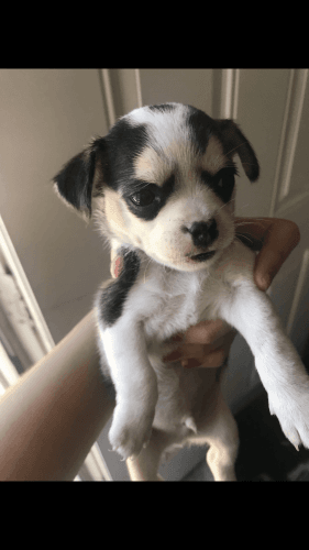 Puppies for sale