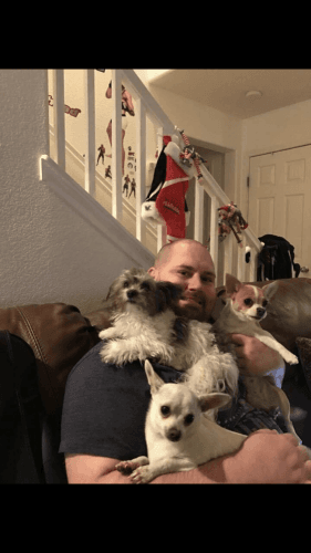 Chihuahua White Fawn