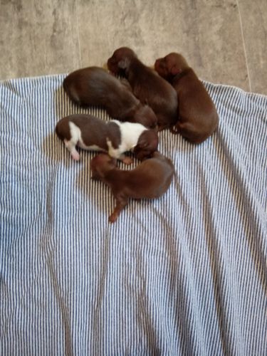 Ckc registered chihuahua puppies