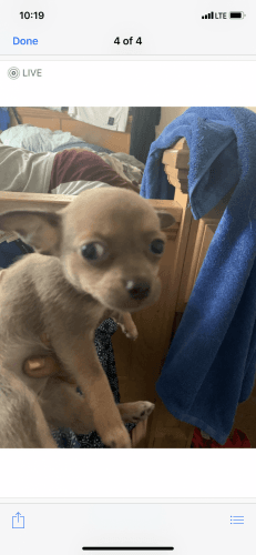 Chihuahua for sale