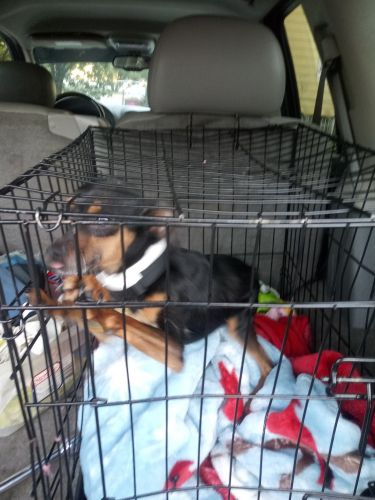 2 year old Chihuahua