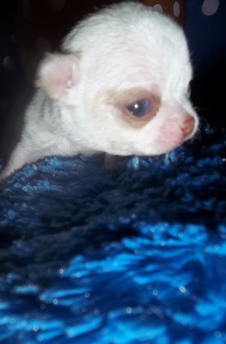 Apple Head Chihuahua Puppies M-F