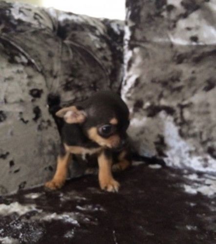 Spayed Black Chihuahua Female And Male available