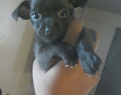 Chihuahua puppy