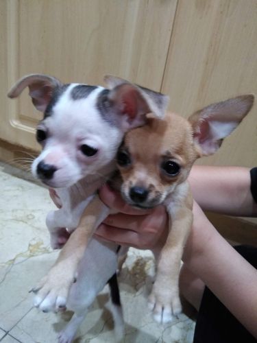 Chihuahua Puppies