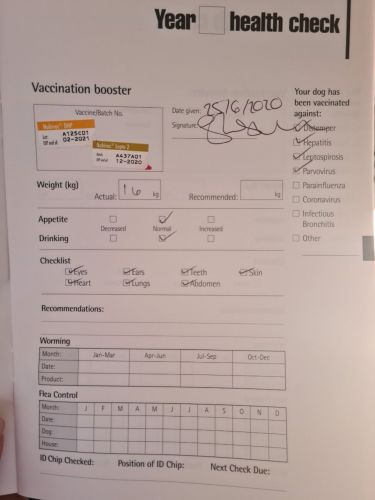 I YEAR MALE CHIHUAHUA AVAILABLE