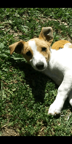Chihuahua Bull Terrier