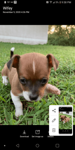 Chihuahua Puppies *** *** ***4