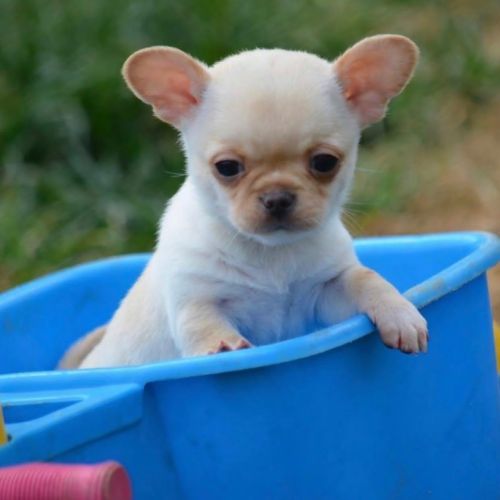 Chihuahua puppies for adoption