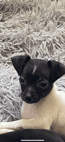 Melody smooth coat female chihuahua