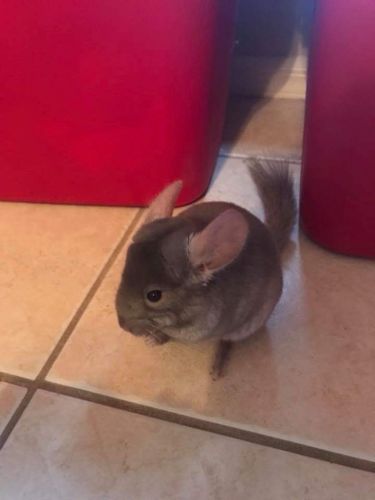 2 year old chinchilla