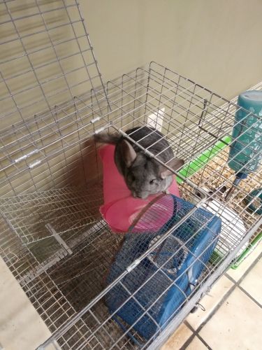 ebony female chinchilla 4yrs old