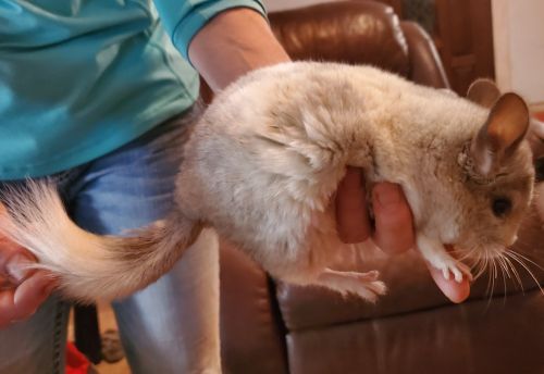Male chinchilla