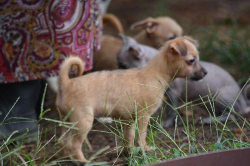 Hairy Hairless boy and girl