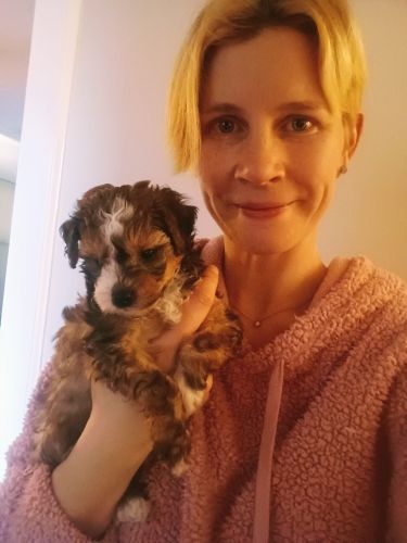 Tri colour Powderpuff Chinese crested