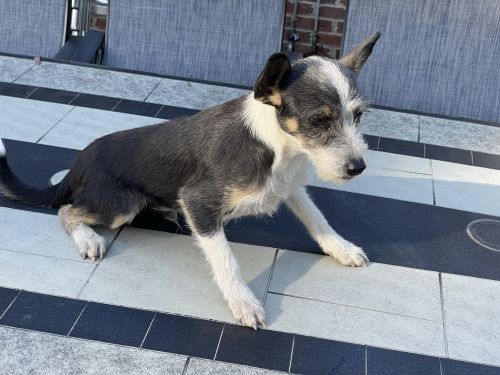 Male Chi-Chi (Teaser)