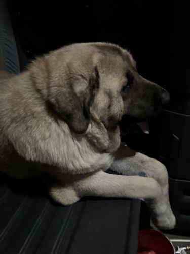 Selling my 18 month old male Shepherd fillo mastiff very calm nature ,