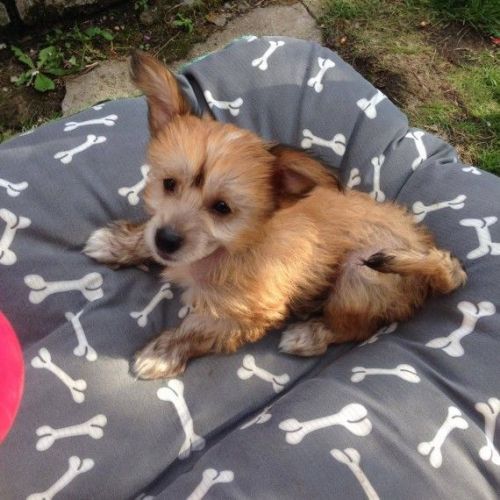 Chinese Crested Puppies
