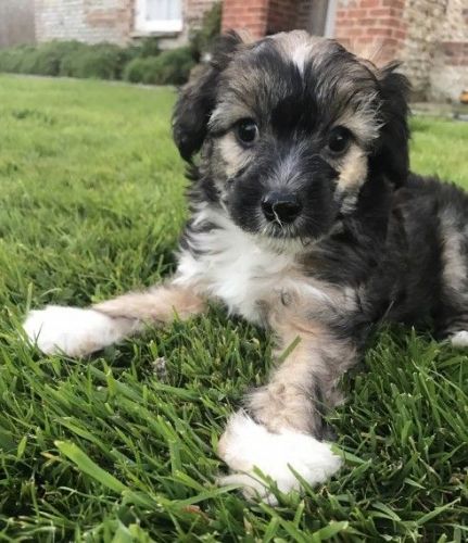 Kc Registered Puppies Chinese Crested