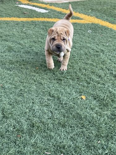 Miniature Chinese Sharpei