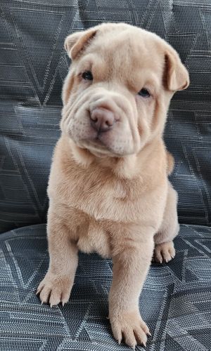 BEAUTIFUL SHARPEI PUPPIES