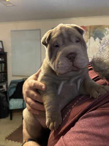 AKC Shar Pei in Augusta Ga