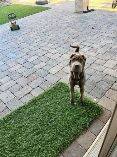 Chinese Shar Pei Puppies for sale in Peoria, AZ, USA. price: $80