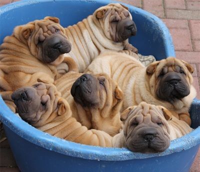 Chinese Shar-Pei puppies
