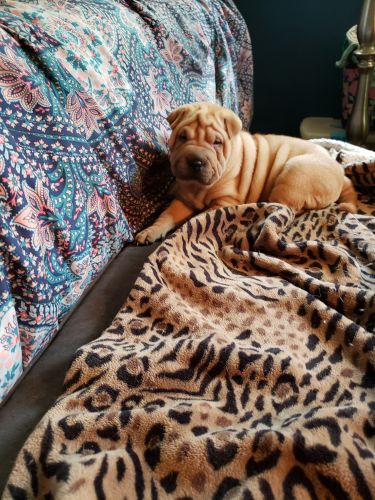 Shar pei puppies