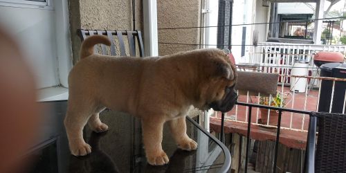 Chinese Shar Pei Puppies for sale in Baltimore, MD, USA. price: $1,000