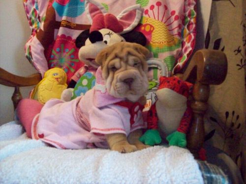 Chinese Shar Pei Puppies for sale in Sacramento, CA, USA. price: $810